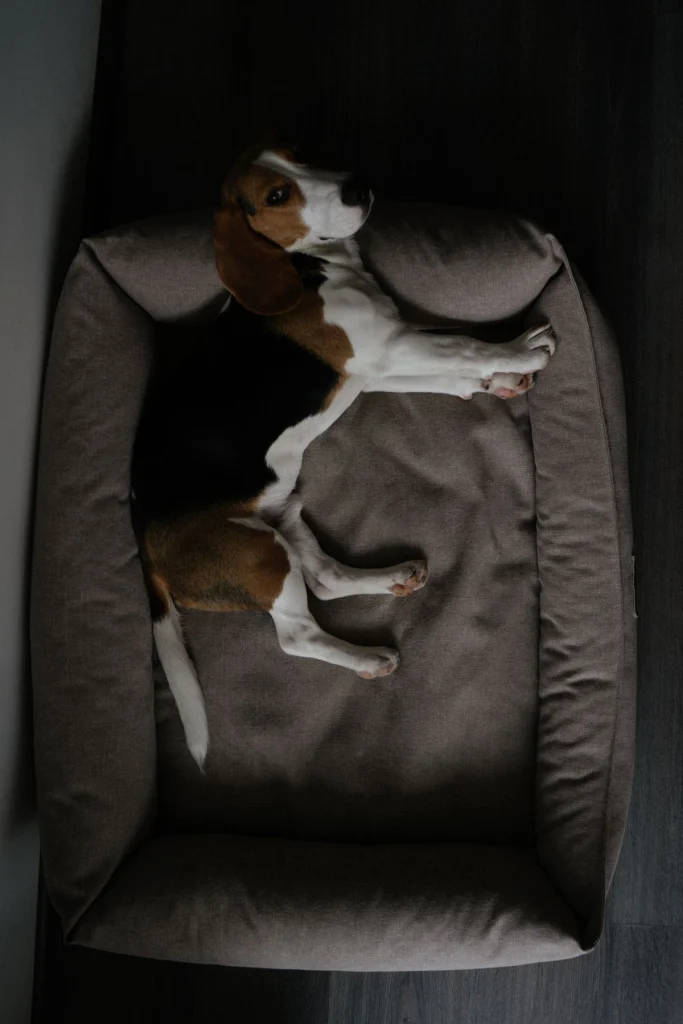 Beagle-hond ligt ontspannen in een zachte hondenmand